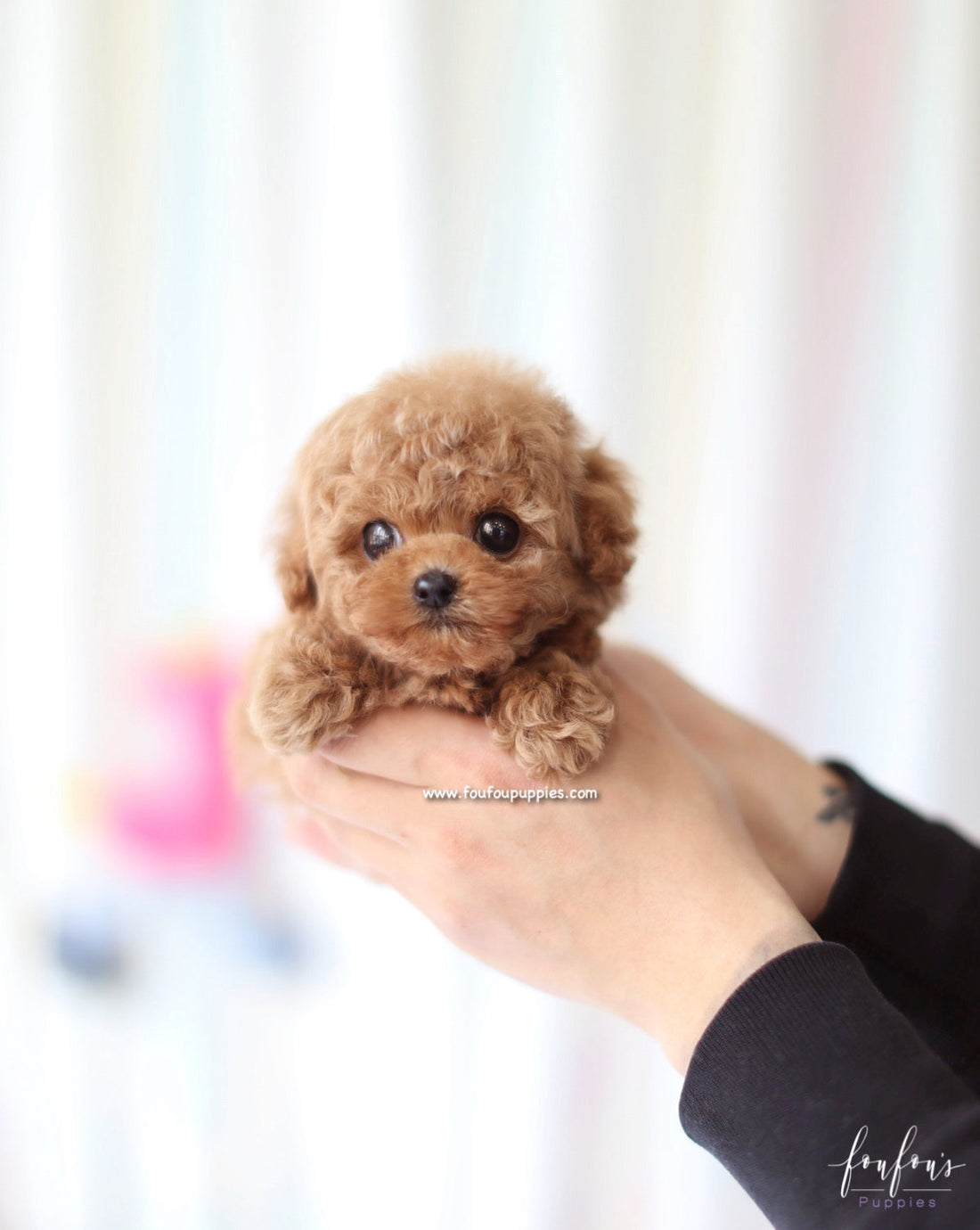 Apollo - Poodle M.