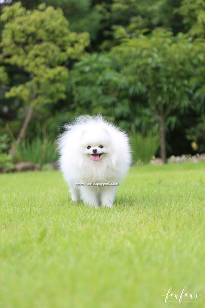 Zazu - Pomeranian M.