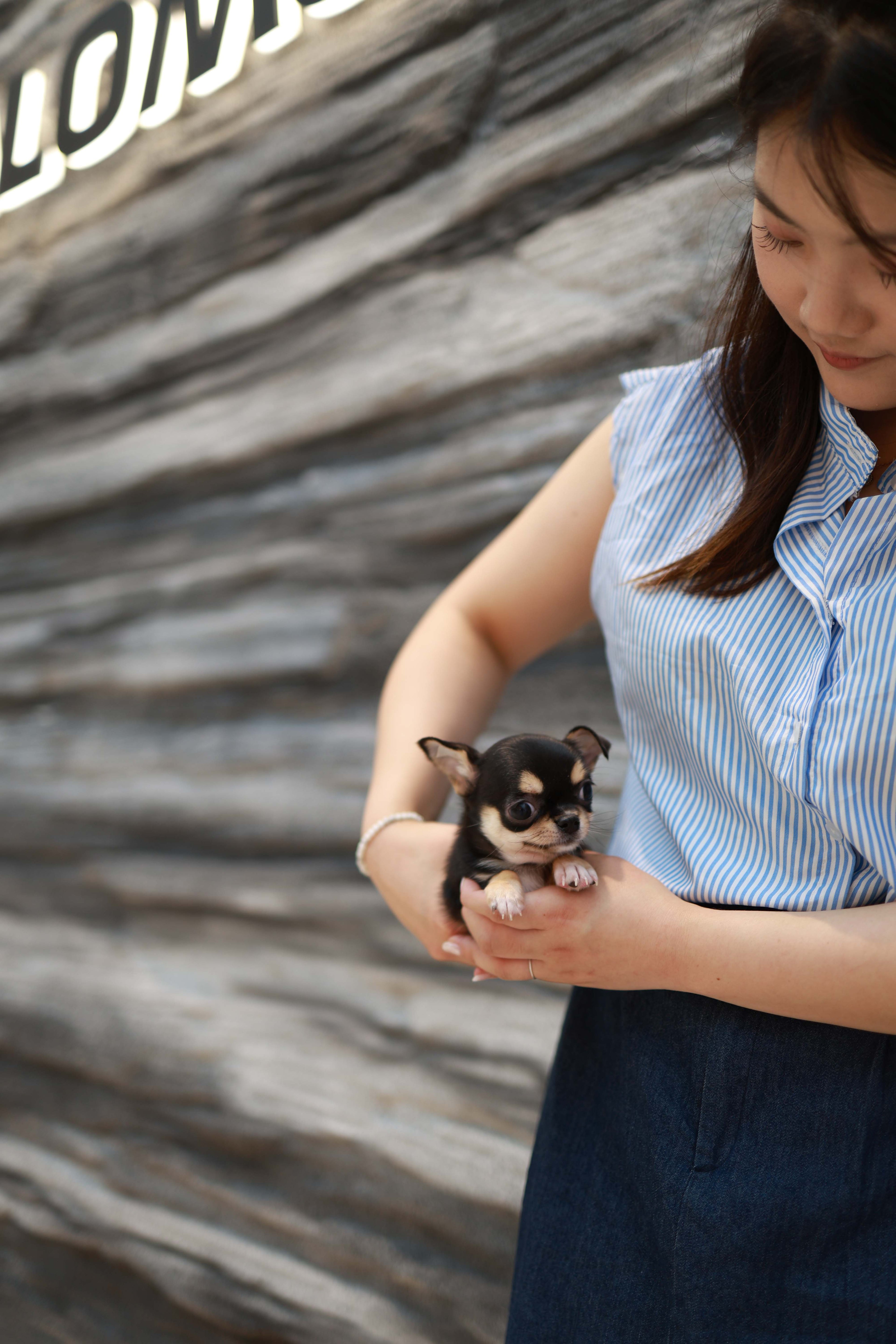 Mochi - Chihuahua F.