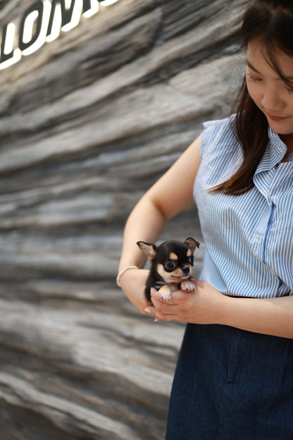 Mochi - Chihuahua F.