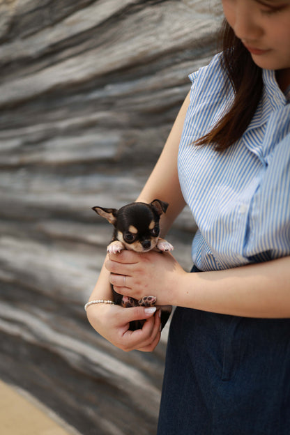 Mochi - Chihuahua F.