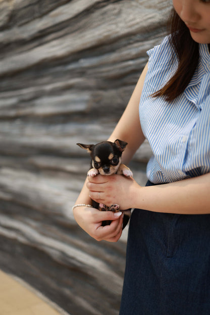 Mochi - Chihuahua F.