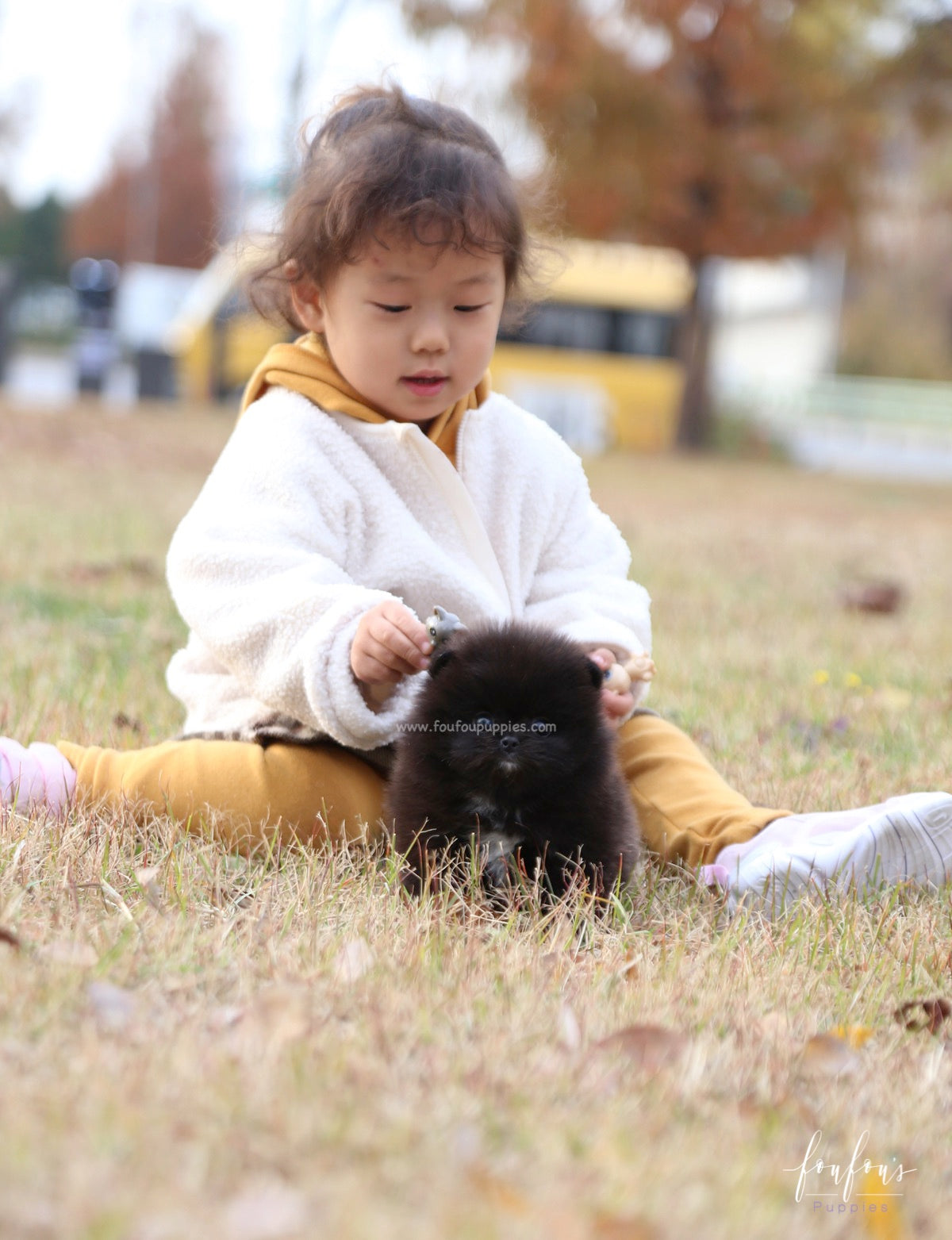 Ace - Pomeranian M.