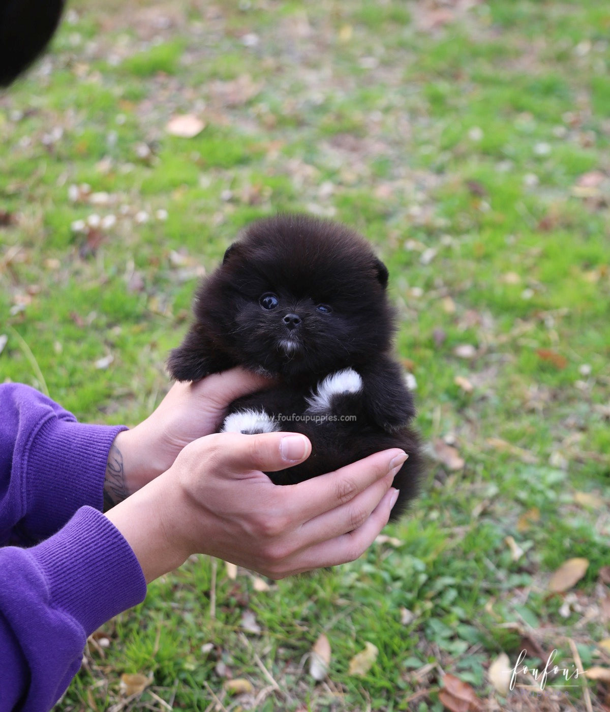 Ace - Pomeranian M.