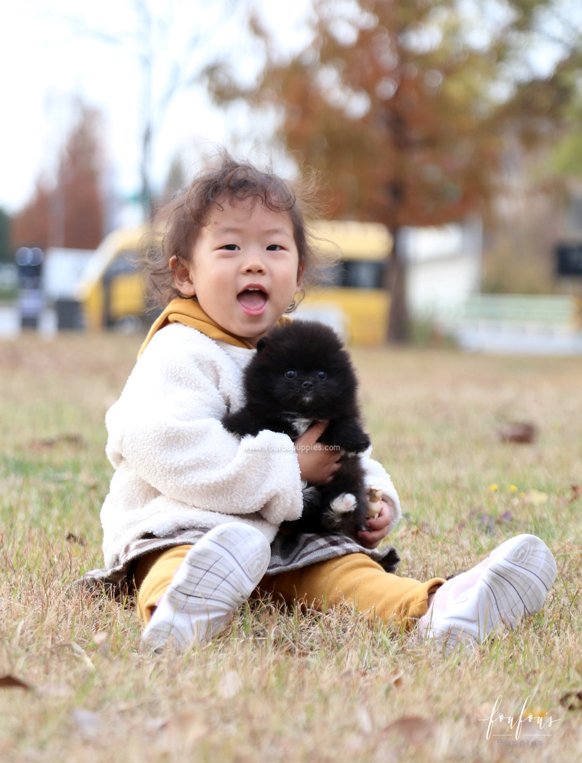 Ace - Pomeranian M.