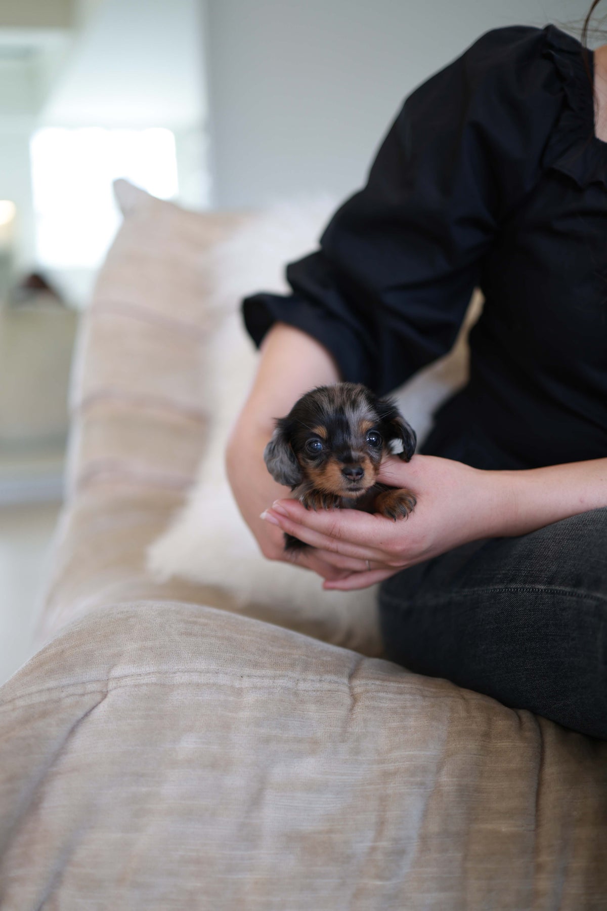 Truffle - Dachshund F.