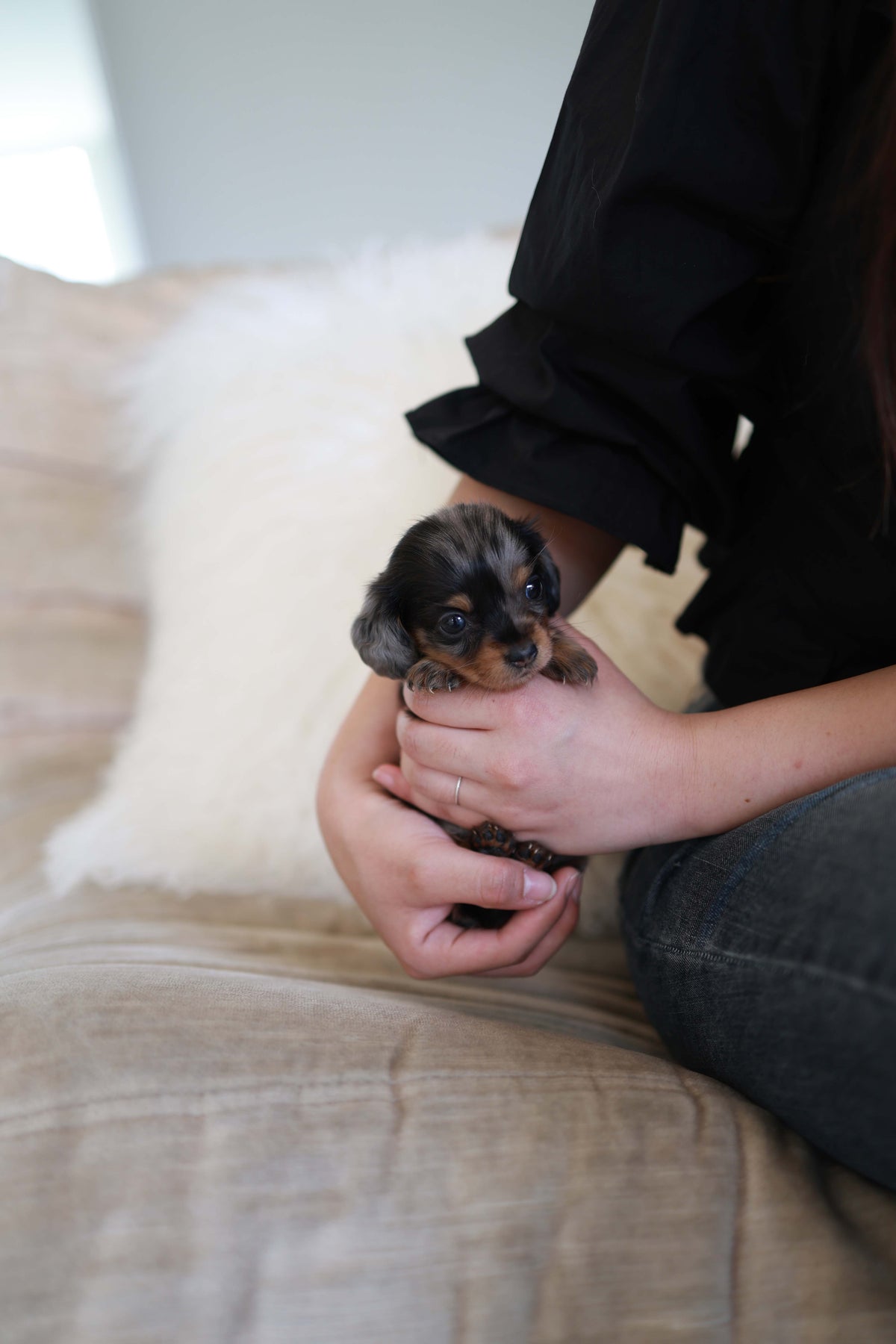 Truffle - Dachshund F.