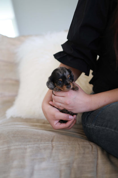 Truffle - Dachshund F.