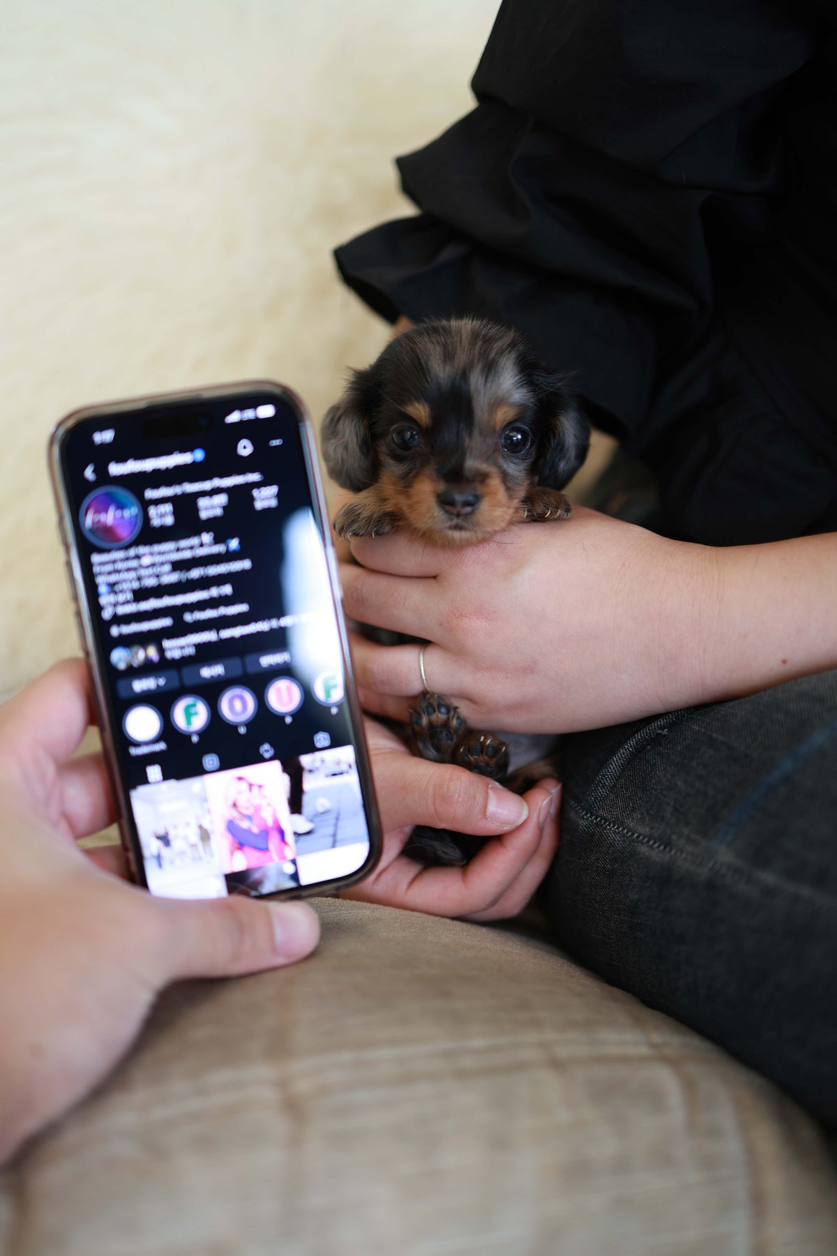 Truffle - Dachshund F.