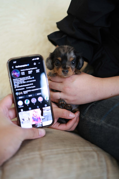 Truffle - Dachshund F.