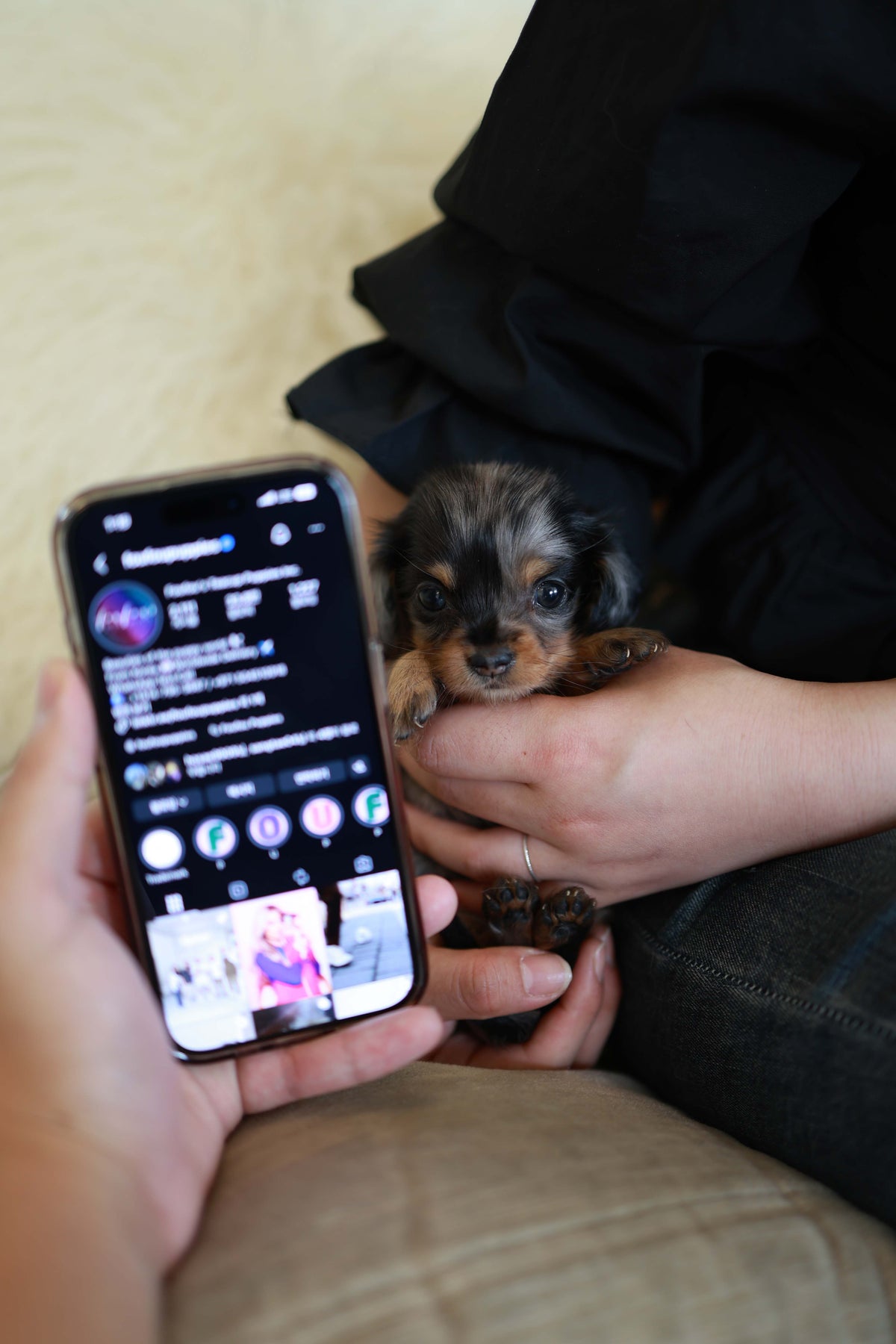 Truffle - Dachshund F.
