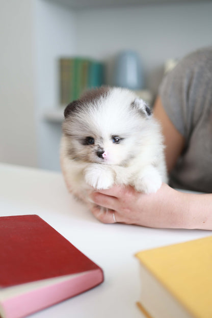 Nemo - Pomeranian M.
