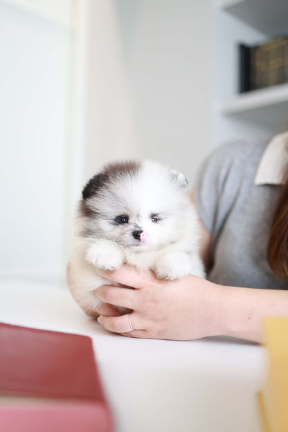 Nemo - Pomeranian M.