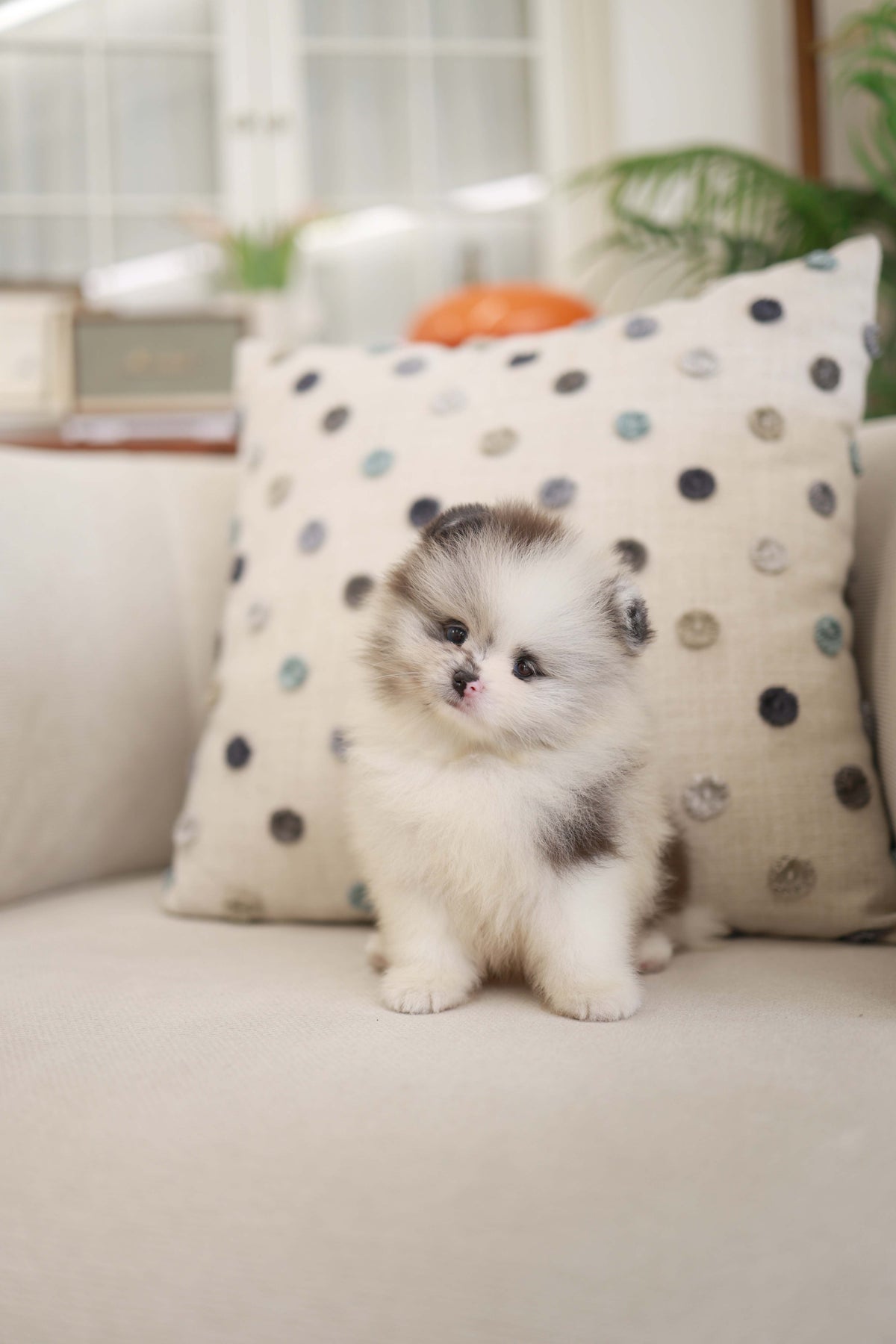 Nemo - Pomeranian M.