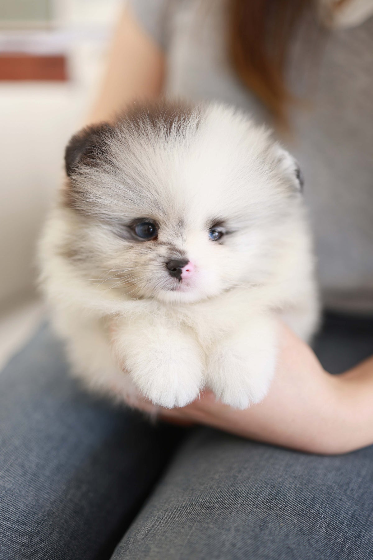 Nemo - Pomeranian M.