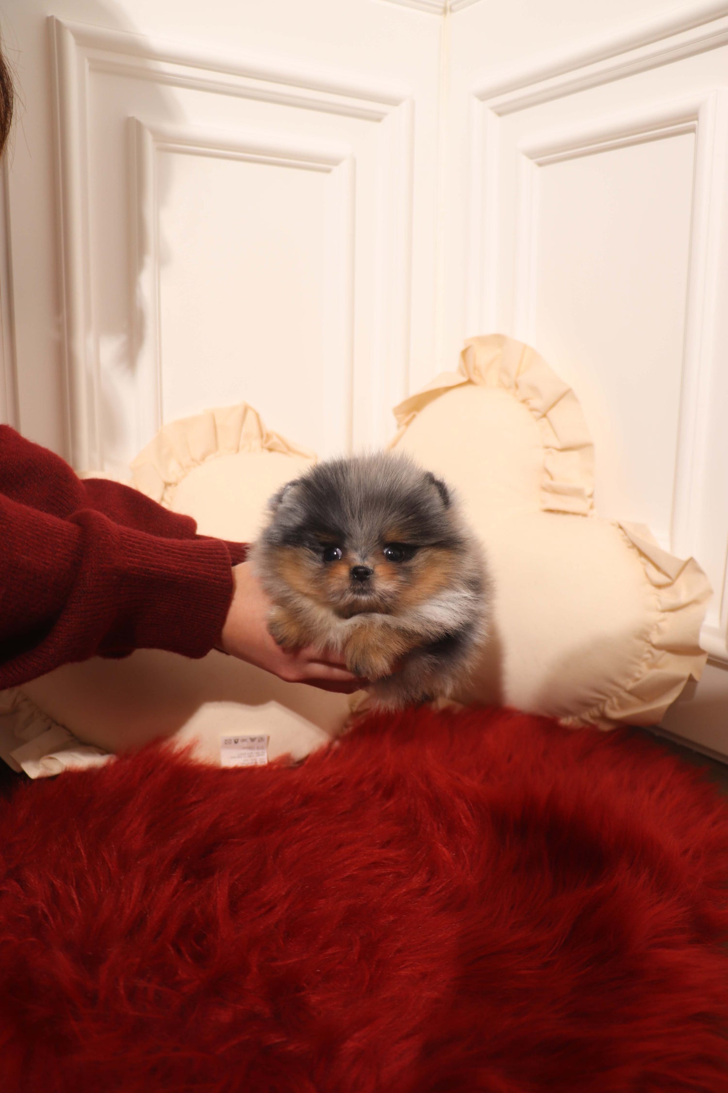 Aura - Pomeranian F.