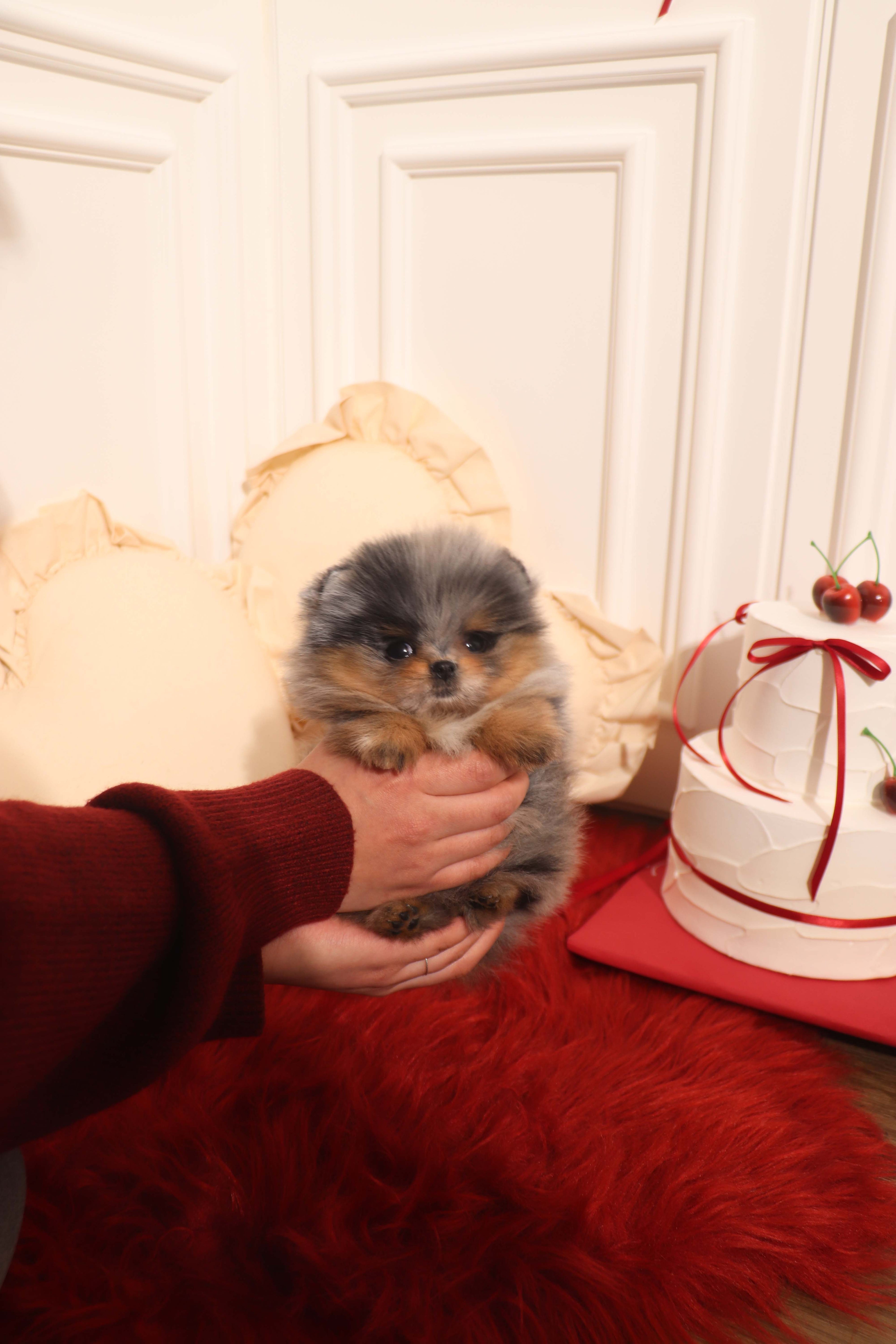 Aura - Pomeranian F.