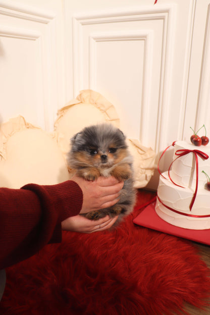 Aura - Pomeranian F.