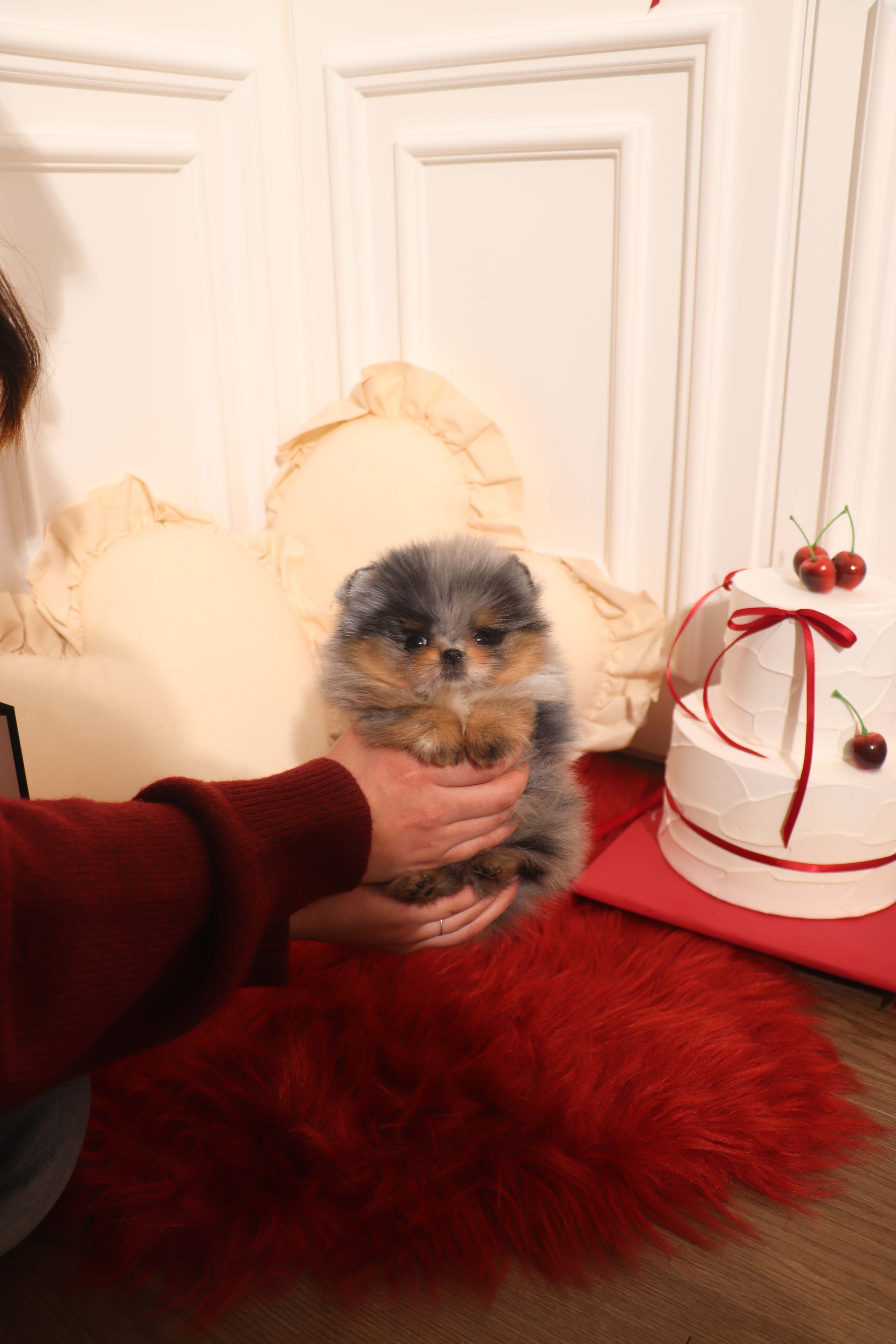 Aura - Pomeranian F.