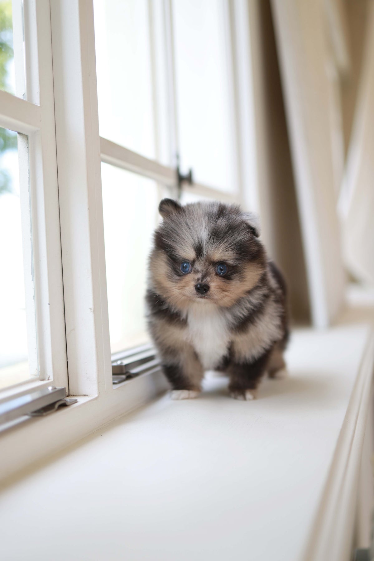 Cosmo - Pomeranian M.
