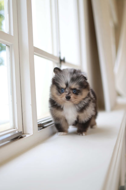 Cosmo - Pomeranian M.