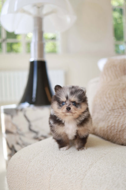 Cosmo - Pomeranian M.