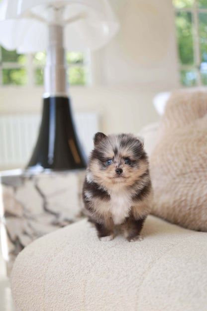 Cosmo - Pomeranian M.