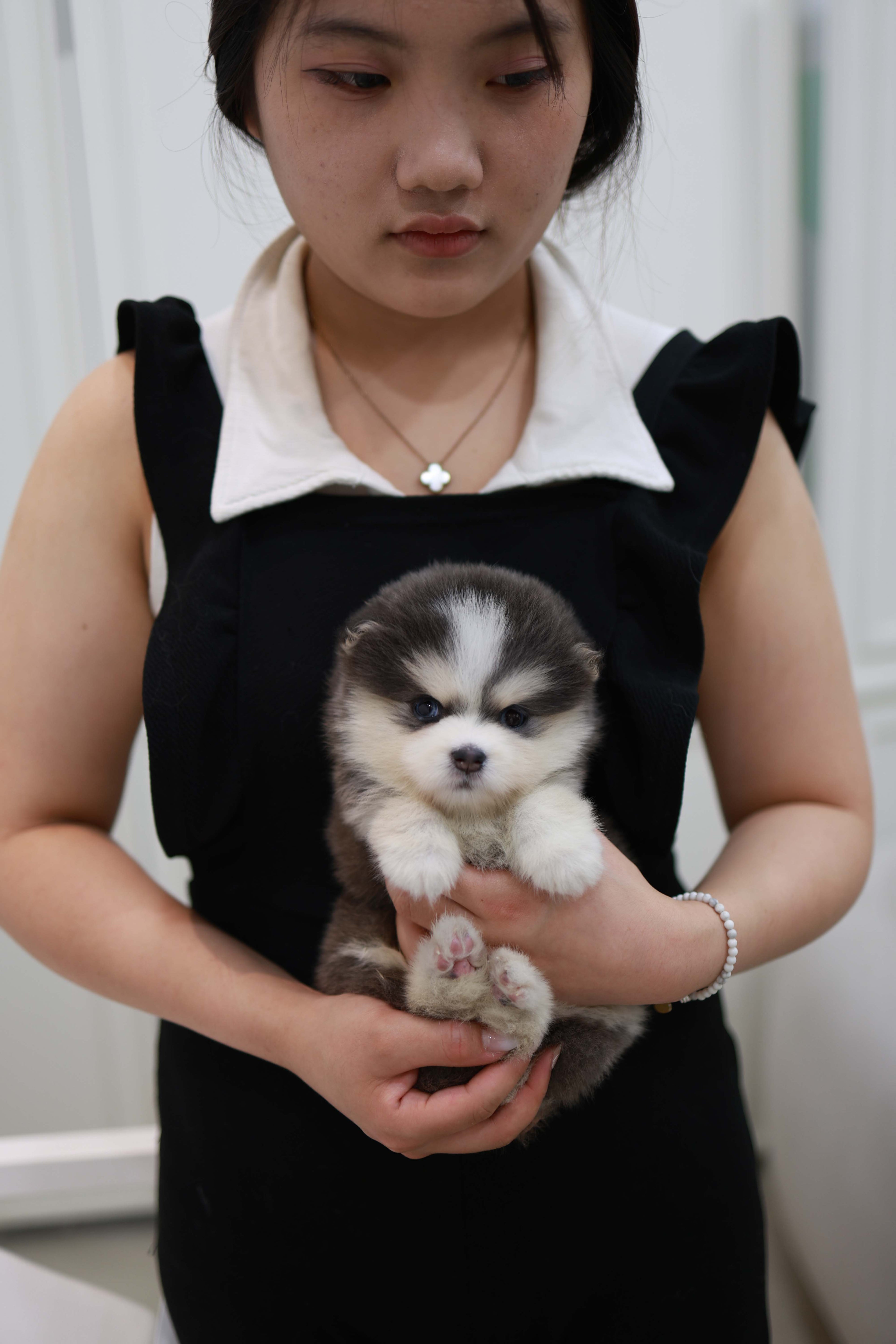 Cookie - Pomsky F.
