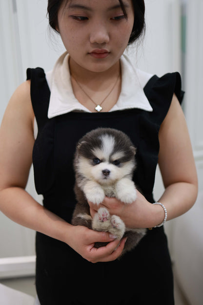 Cookie - Pomsky F.
