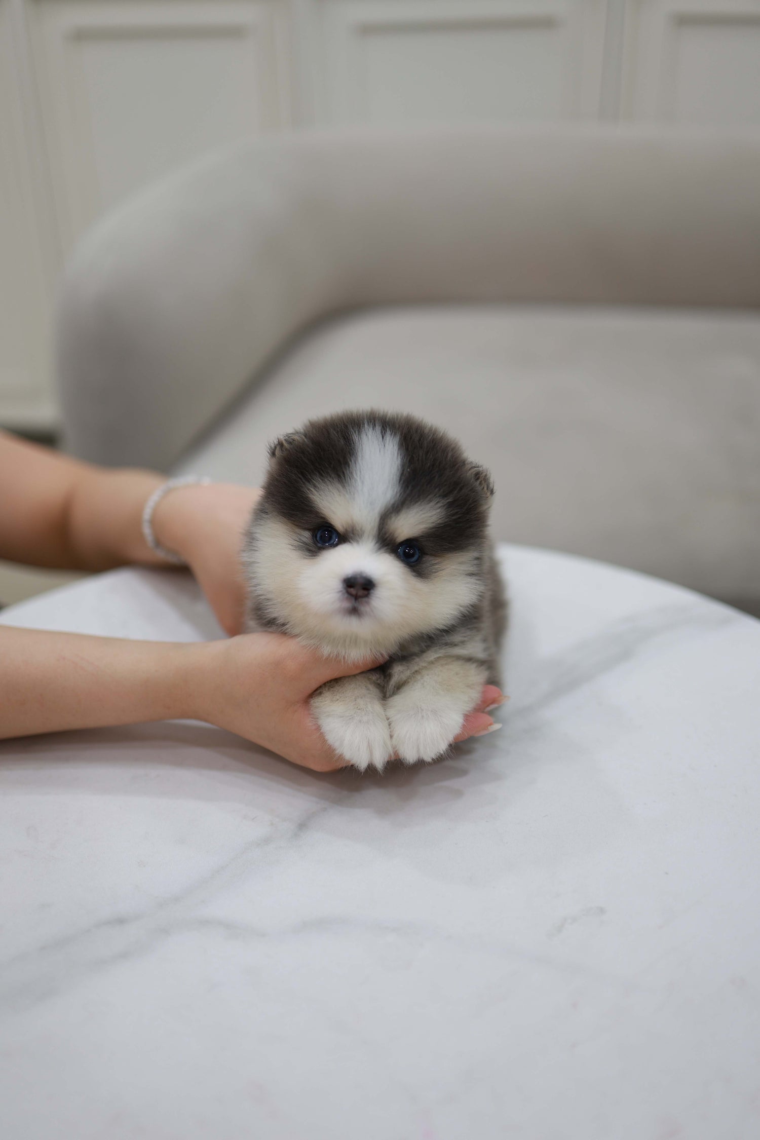Cookie - Pomsky F.