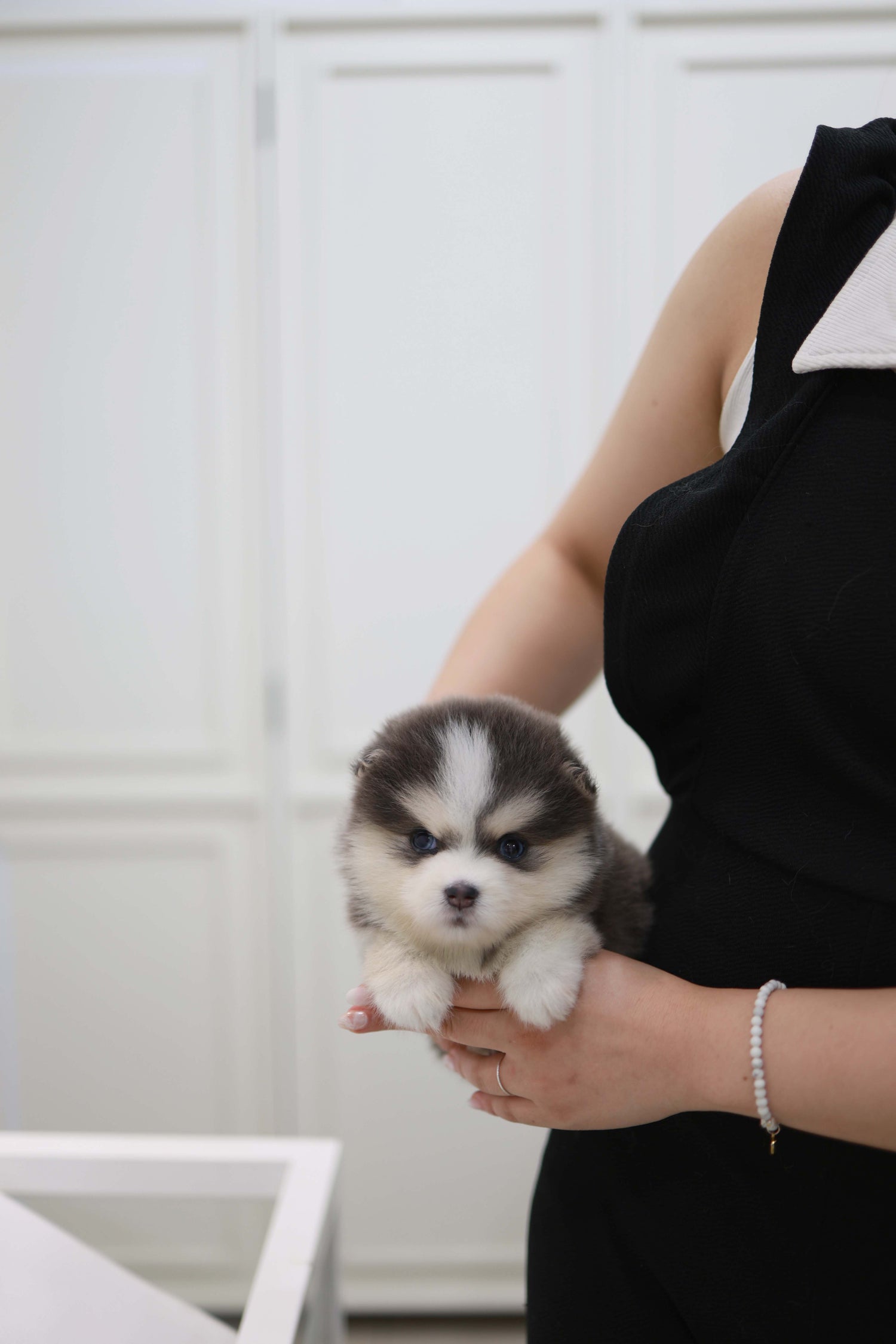 Cookie - Pomsky F.