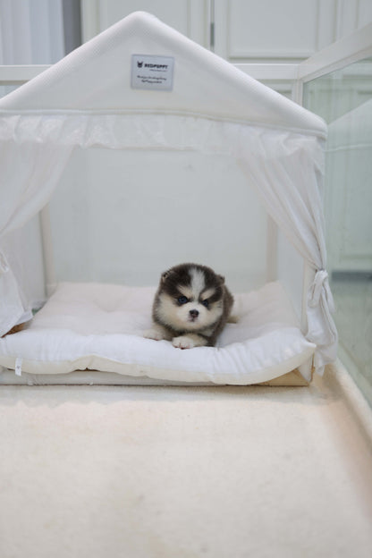 Cookie - Pomsky F.