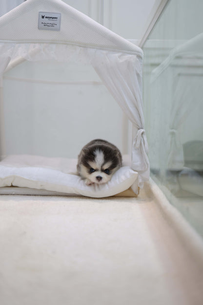 Cookie - Pomsky F.