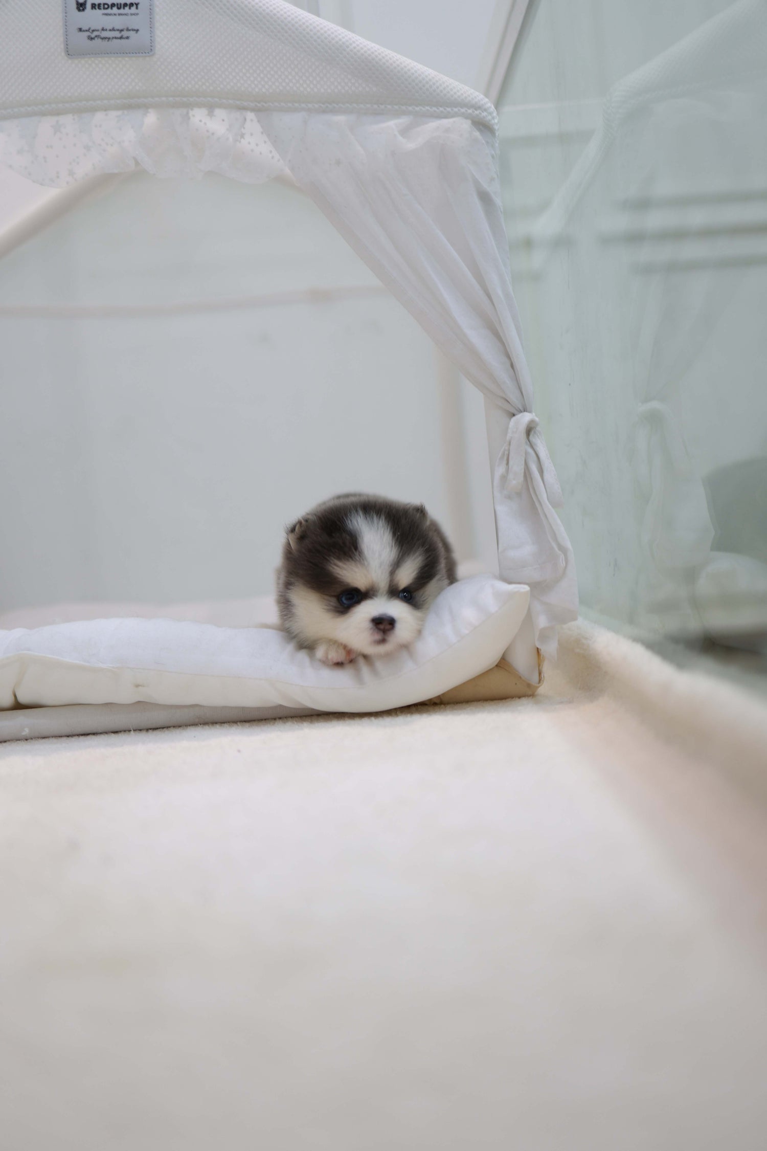 Cookie - Pomsky F.