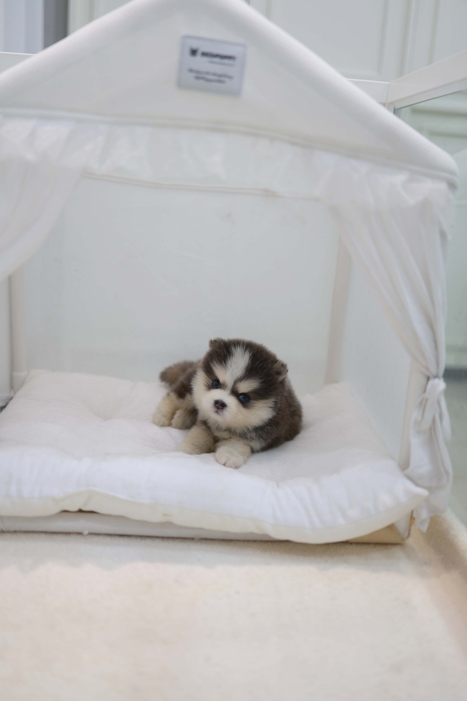 Cookie - Pomsky F.