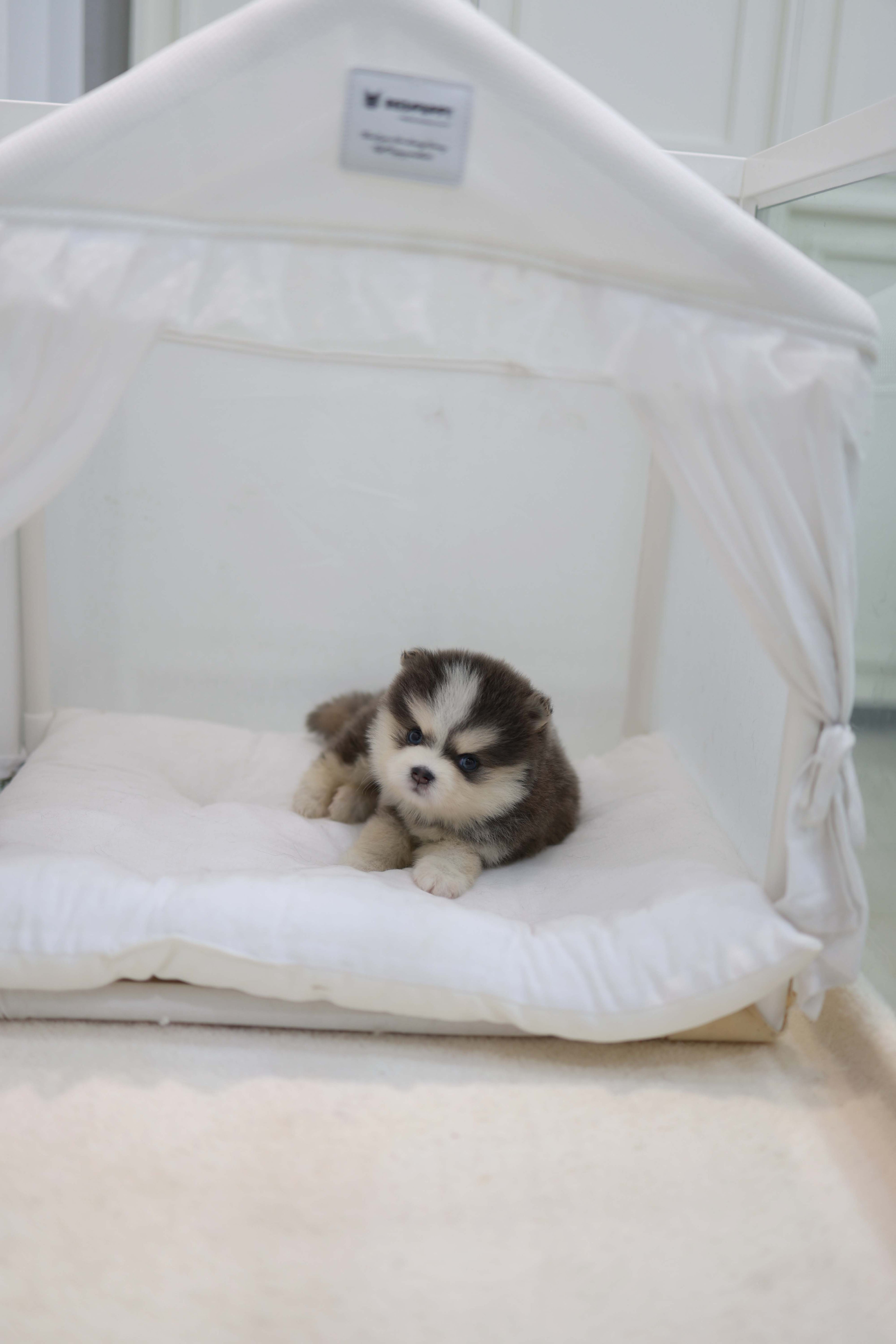 Cookie - Pomsky F.