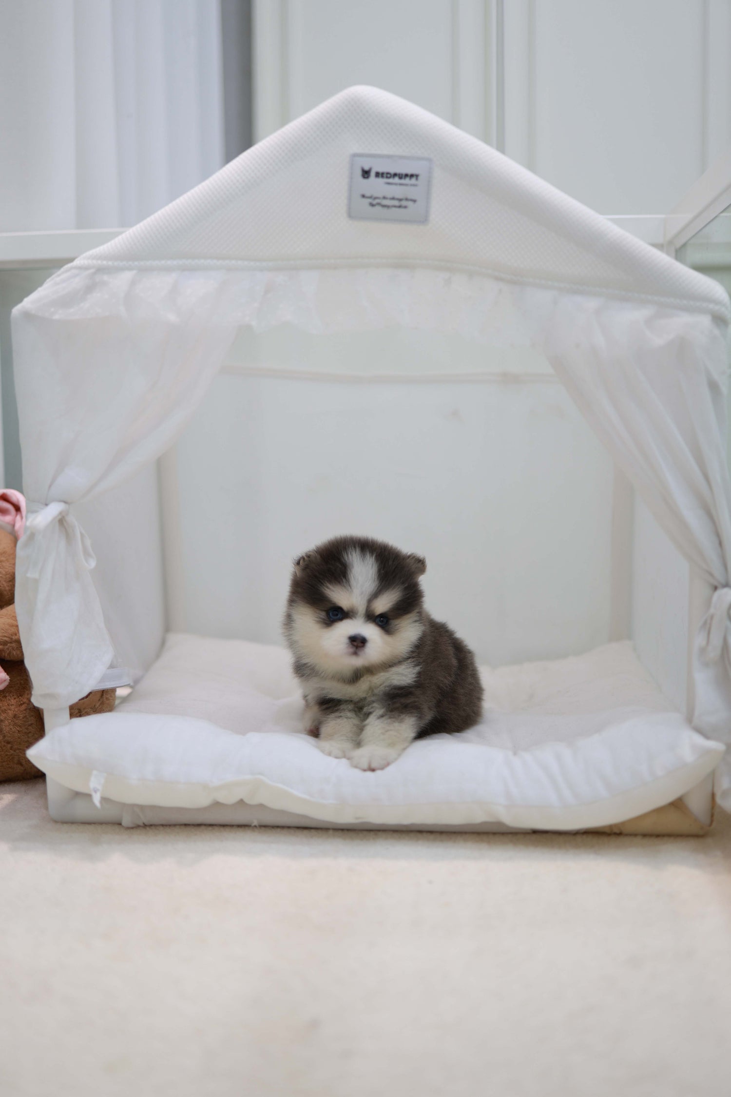 Cookie - Pomsky F.