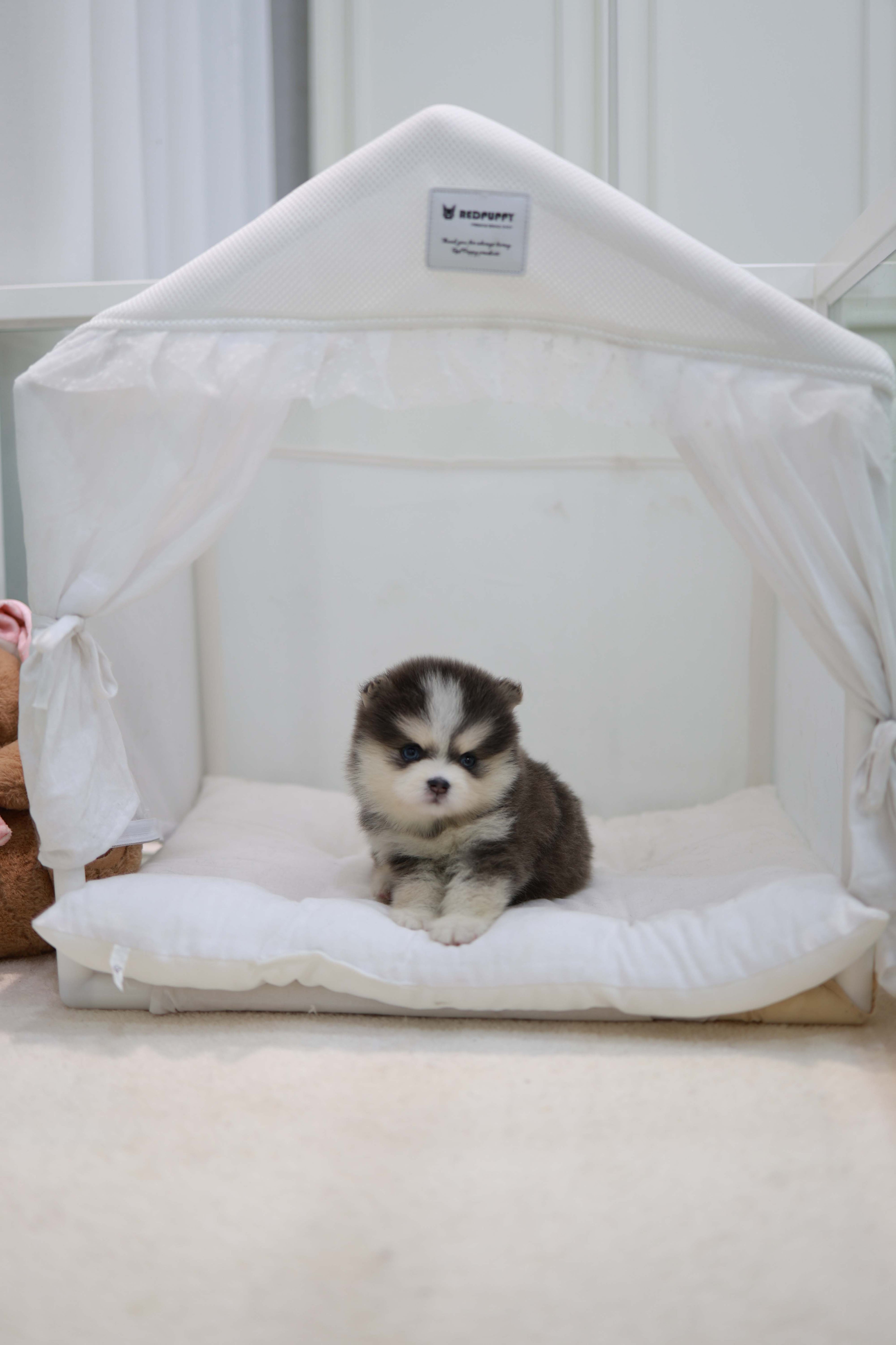 Cookie - Pomsky F.