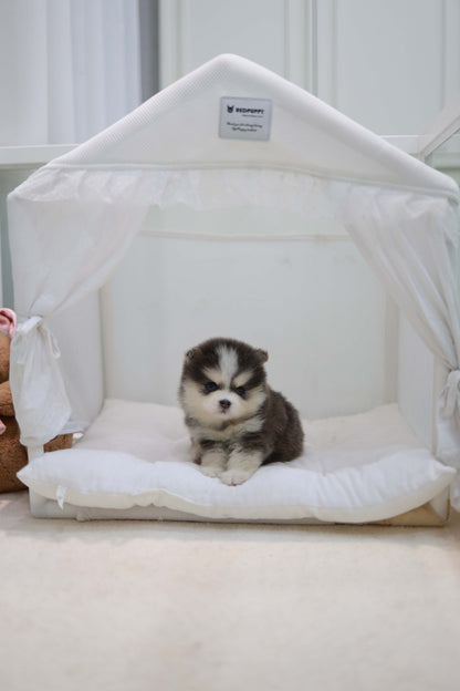 Cookie - Pomsky F.