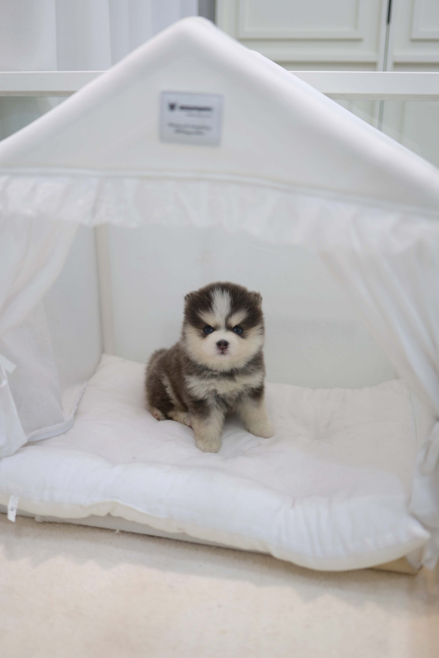 Cookie - Pomsky F.
