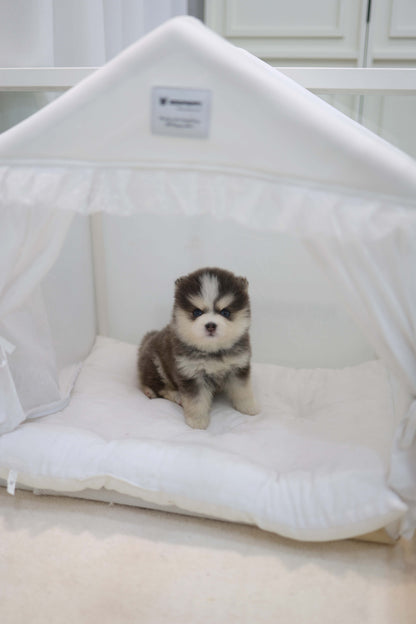 Cookie - Pomsky F.