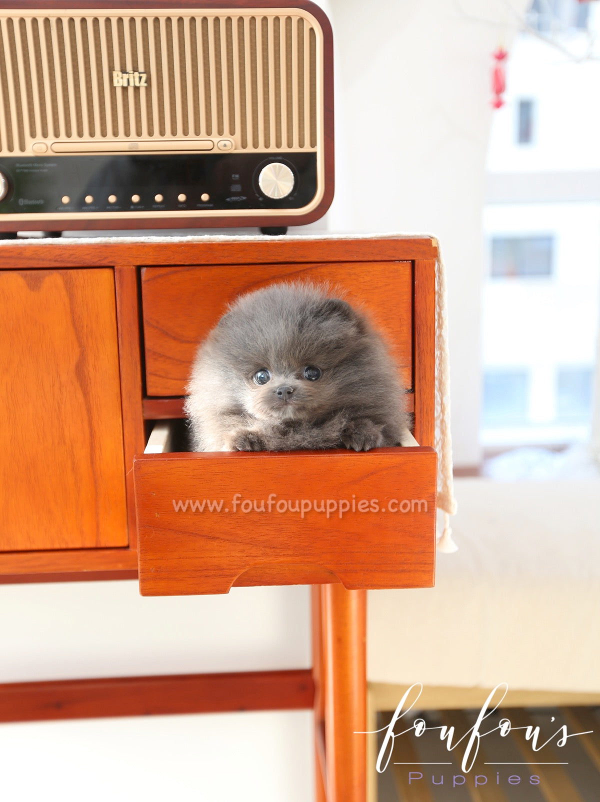 Capri - Pomeranian M.