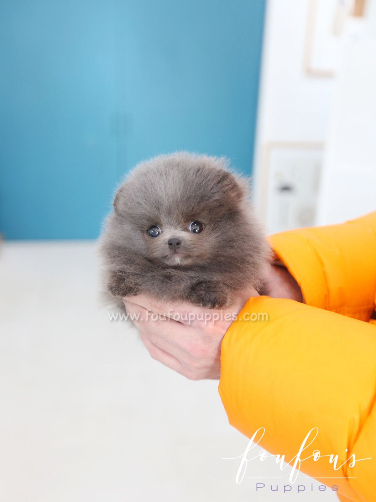 Capri - Pomeranian M.