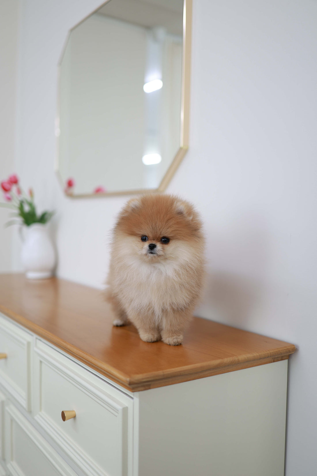 BooBear - Pomeranian M