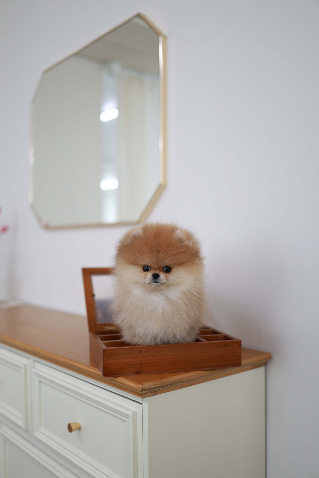 BooBear - Pomeranian M