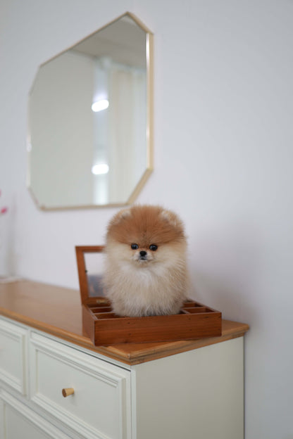BooBear - Pomeranian M