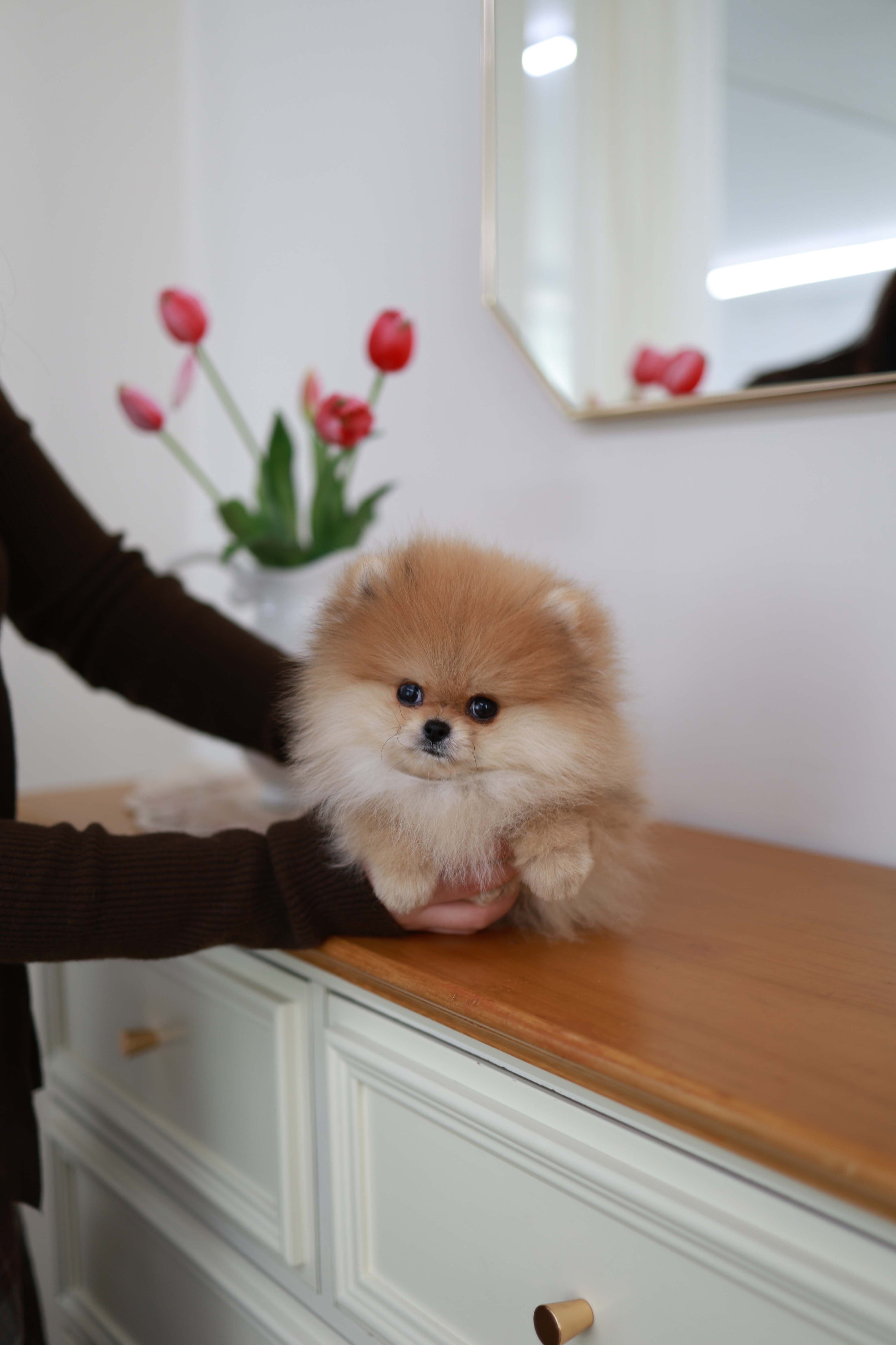 BooBear - Pomeranian M