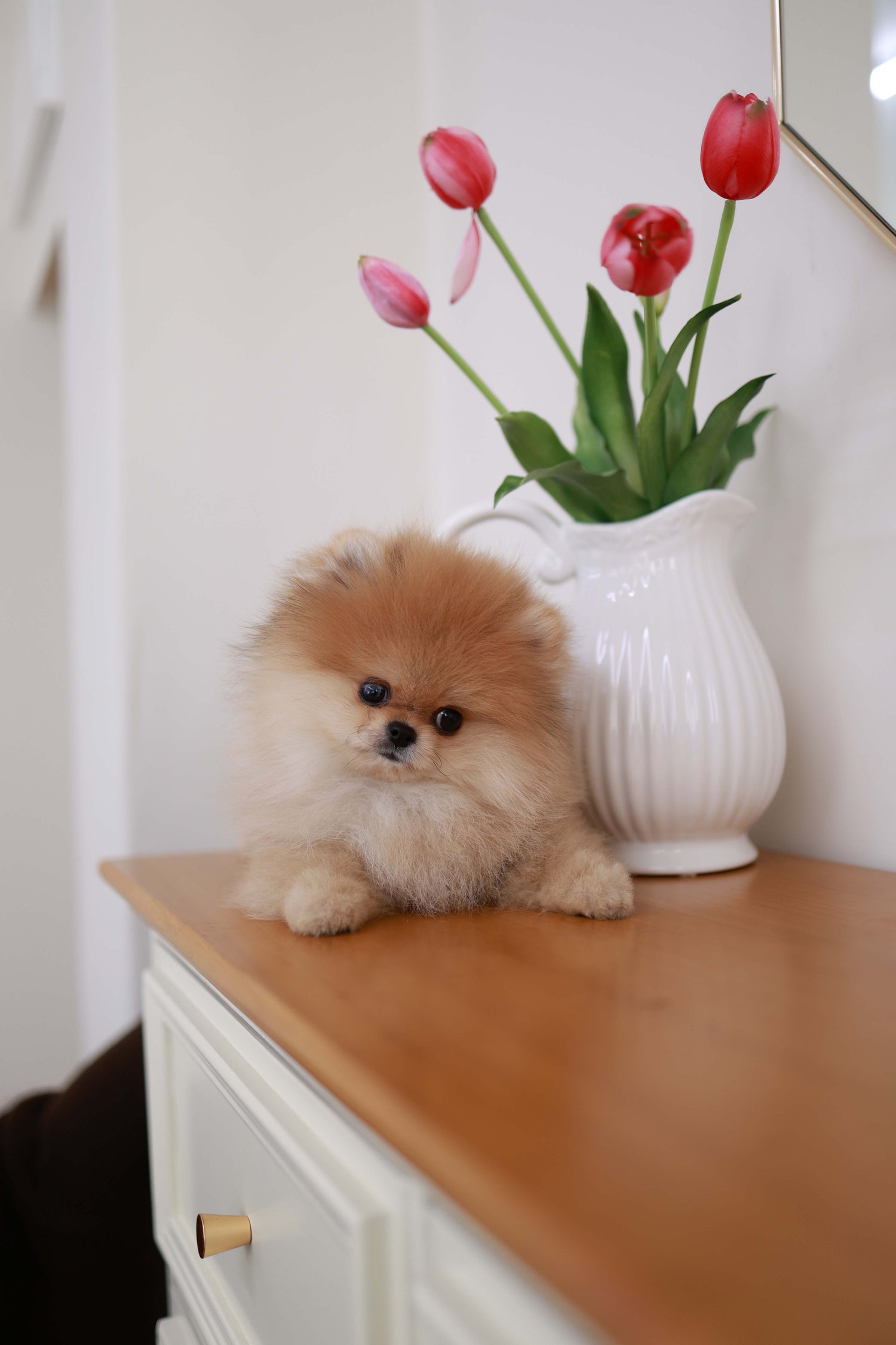 BooBear - Pomeranian M