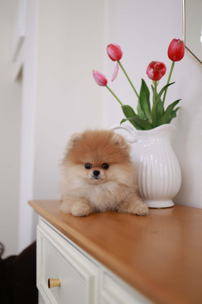 BooBear - Pomeranian M