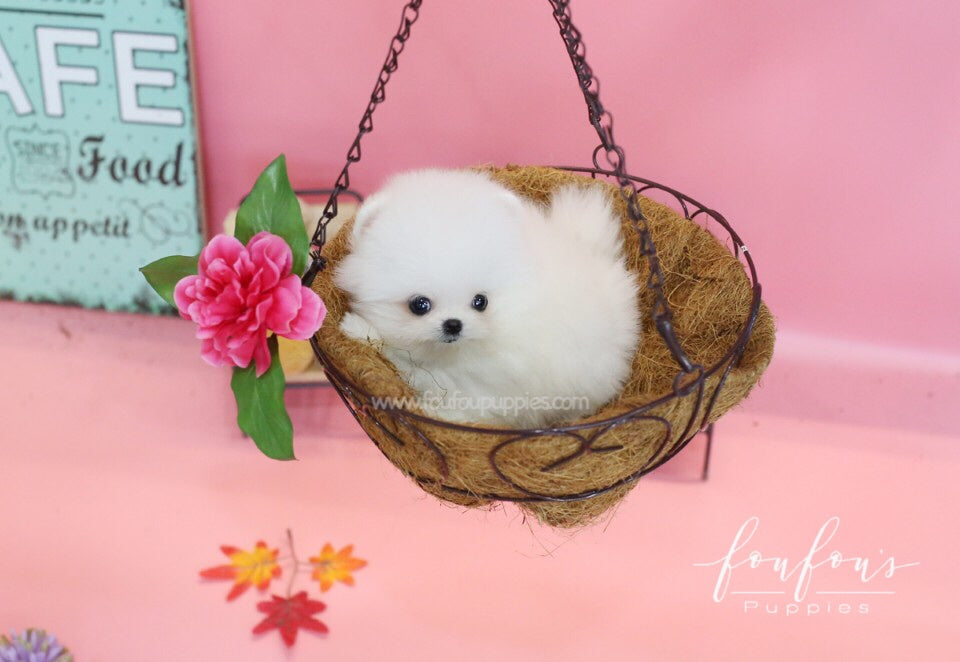 Casper-Pomeranian M.